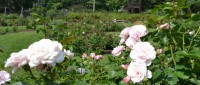 Detail view of Sonnenberg Garden roses